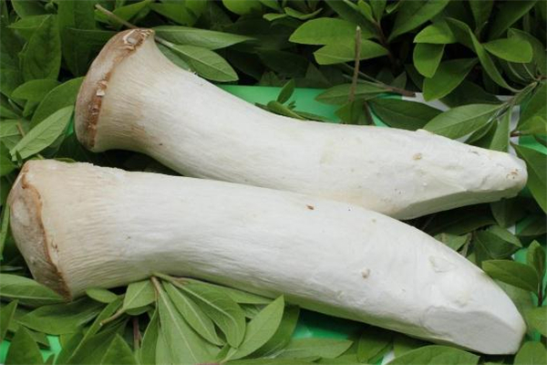 杏鮑菇炒茄子會中毒嗎 杏鮑菇炒茄子的做法 杏鮑菇炒茄子會中毒嗎 杏鮑菇炒茄子的做法