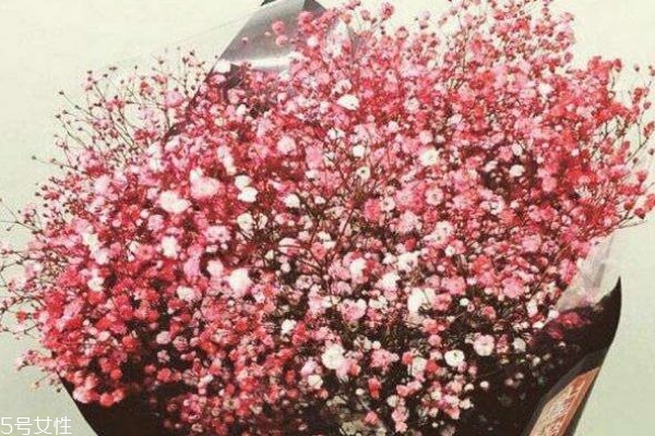 是什么滿(mǎn)天星 滿(mǎn)天星的寓意是什么