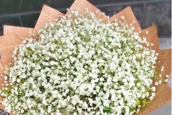 是什么滿(mǎn)天星 滿(mǎn)天星的寓意是什么