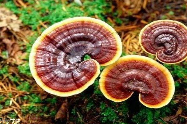 靈芝有什么功效呢 靈芝應(yīng)該怎么服用呢 靈芝有什么功效呢 靈芝應(yīng)該怎么服用呢