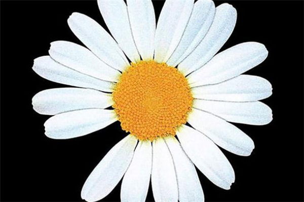 peaceminusone聯(lián)名耐克af1發(fā)售時(shí)間 耐克權(quán)志龍聯(lián)名款 peaceminusone聯(lián)名耐克af1發(fā)售時(shí)間 耐克權(quán)志龍聯(lián)名款