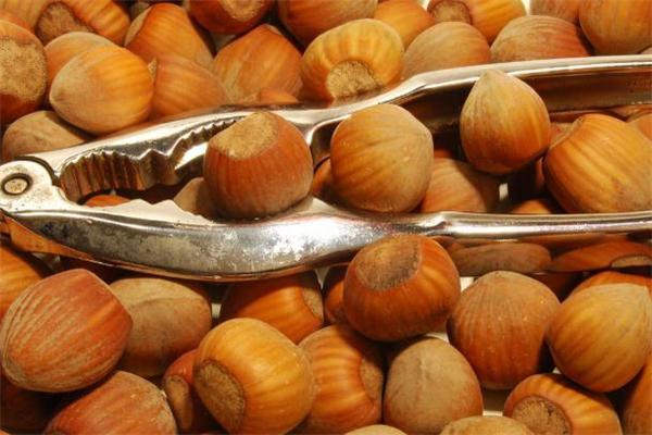 榛子和牛奶能一起吃嗎 吃完榛子能喝牛奶嗎 榛子和牛奶能一起吃嗎 吃完榛子能喝牛奶嗎