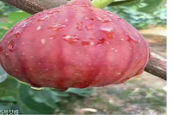 什么是無(wú)花果呢 無(wú)花果有什么功效呢 什么是無(wú)花果呢 無(wú)花果有什么功效呢