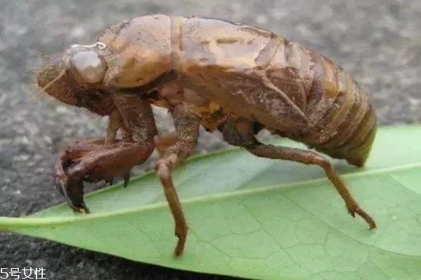 知了殼有什么用呢 知了殼營(yíng)養(yǎng)價(jià)值有多高呢 知了殼有什么用呢 知了殼營(yíng)養(yǎng)價(jià)值有多高呢