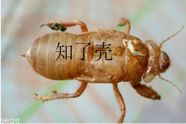 知了殼有什么用呢 知了殼營(yíng)養(yǎng)價(jià)值有多高呢 知了殼有什么用呢 知了殼營(yíng)養(yǎng)價(jià)值有多高呢