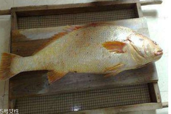 什么是黃唇魚(yú)呢 黃唇魚(yú)有什么作用呢