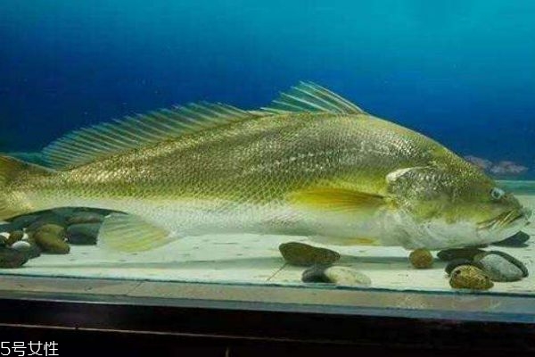 什么是黃唇魚(yú)呢 黃唇魚(yú)有什么作用呢