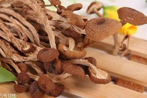 茶樹菇有什么功效呢 茶樹菇燉湯的做法有什么呢 茶樹菇有什么功效呢 茶樹菇燉湯的做法有什么呢