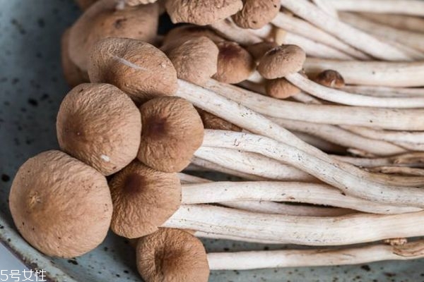 茶樹菇有什么功效呢 茶樹菇燉湯的做法有什么呢 茶樹菇有什么功效呢 茶樹菇燉湯的做法有什么呢