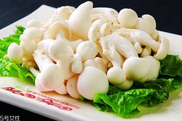 什么是白玉菇呢 白玉菇有什么功效呢 什么是白玉菇呢 白玉菇有什么功效呢