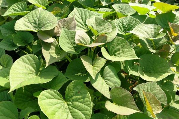 紅薯葉怎么摘才嫩 紅薯葉子摘了還會(huì)長嗎