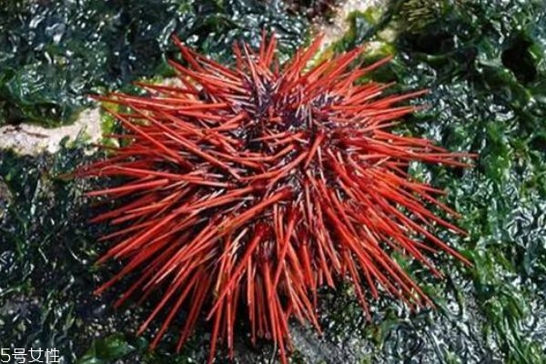 海膽生活在什么地方呢 海膽有什么營養(yǎng)價(jià)值呢