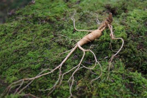 野山參可以保存多久 野山參能存放多長(zhǎng)時(shí)間