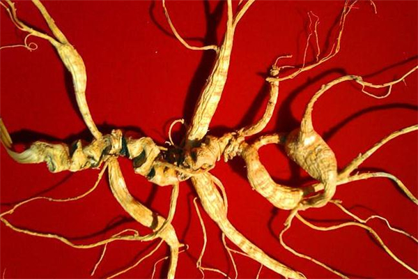 野山參可以保存多久 野山參能存放多長(zhǎng)時(shí)間