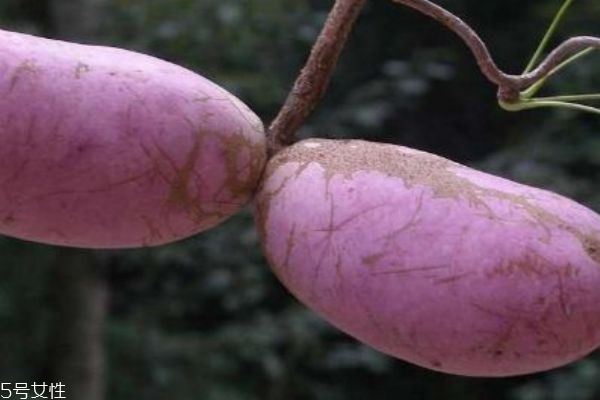 什么是八月炸呢 八月炸有什么作用 什么是八月炸呢 八月炸有什么作用