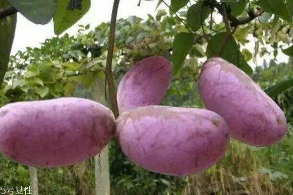 什么是八月炸呢 八月炸有什么作用 什么是八月炸呢 八月炸有什么作用