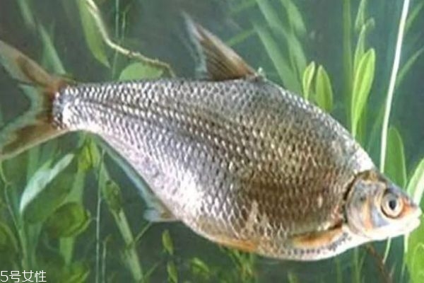 鳊魚是什么魚呢 鳊魚有什么營養(yǎng)價(jià)值呢