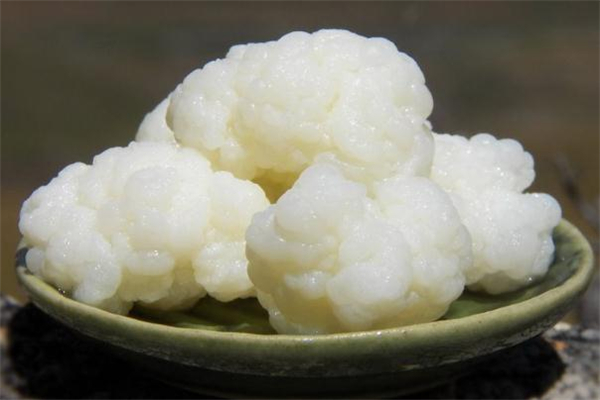 雪蓮菌泡牛奶能減肥嗎 喝雪蓮菌泡牛奶會(huì)胖嗎