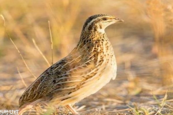 鵪鶉有什么營(yíng)養(yǎng)價(jià)值呢 吃鵪鶉有什么好處呢 鵪鶉有什么營(yíng)養(yǎng)價(jià)值呢 吃鵪鶉有什么好處呢