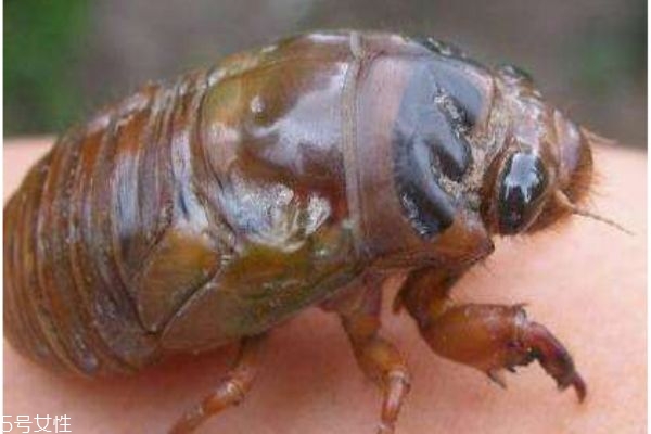 金蟬有什么用呢 金蟬的功效有什么呢 金蟬有什么用呢 金蟬的功效有什么呢