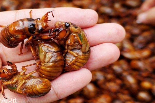 金蟬有什么用呢 金蟬的功效有什么呢 金蟬有什么用呢 金蟬的功效有什么呢