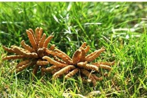 冬蟲夏草生在在哪里呢 冬蟲夏草的市場價格是多少呢 冬蟲夏草生在在哪里呢 冬蟲夏草的市場價格是多少呢