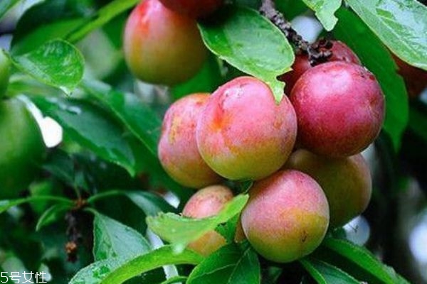 什么是雙華李 雙華李有什么功效呢 什么是雙華李 雙華李有什么功效呢