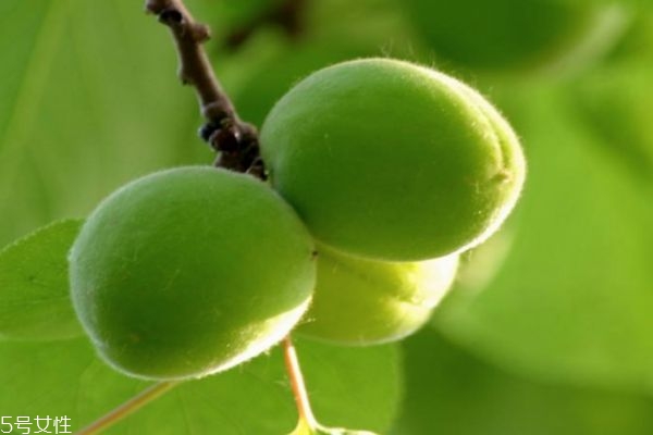 青杏一般是幾月份上市呢 青杏有什么功效呢 青杏一般是幾月份上市呢 青杏有什么功效呢