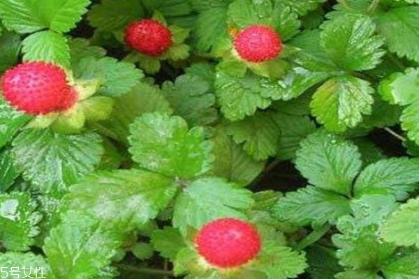 什么是蛇莓呢 蛇莓是可以吃的嗎 什么是蛇莓呢 蛇莓是可以吃的嗎