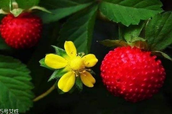 什么是蛇莓呢 蛇莓是可以吃的嗎 什么是蛇莓呢 蛇莓是可以吃的嗎