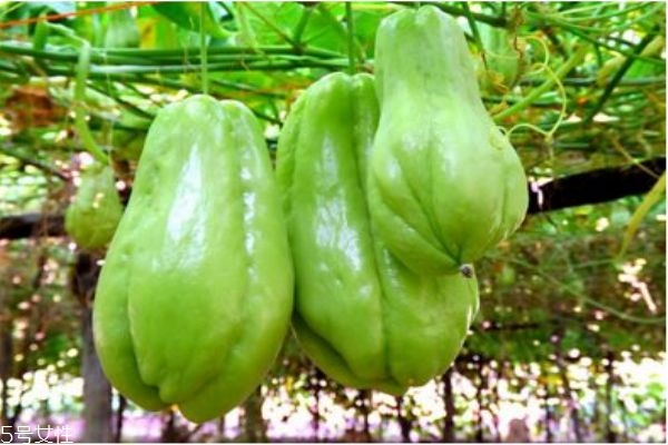 什么是佛手瓜呢 佛手瓜有什么作用呢 什么是佛手瓜呢 佛手瓜有什么作用呢