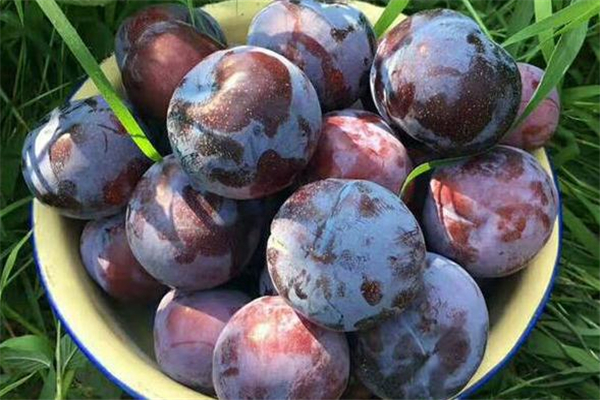 黑布林和什么榨汁好喝 黑布林怎么榨汁好喝 黑布林和什么榨汁好喝 黑布林怎么榨汁好喝