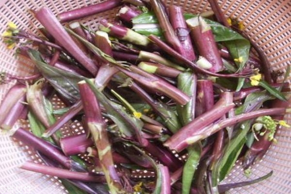 紅菜苔怎么做好吃呢 什么時(shí)候可以吃到紅菜苔呢 紅菜苔怎么做好吃呢 什么時(shí)候可以吃到紅菜苔呢