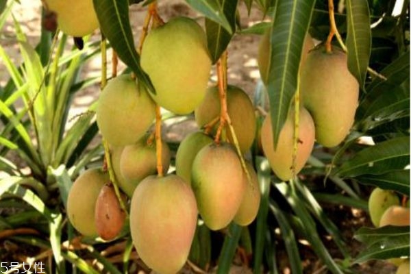 芒果有什么營養(yǎng)價(jià)值呢 芒果不能和什么一起吃呢