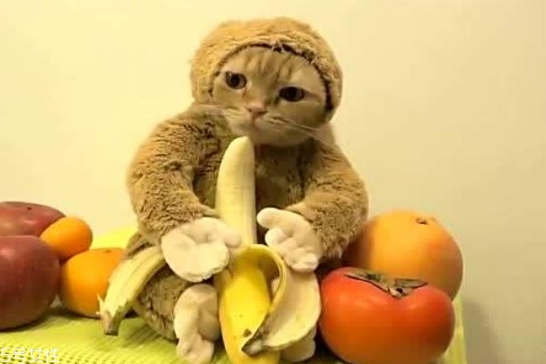 孕婦可以吃香蕉嗎 香蕉的熱量有多高呢 孕婦可以吃香蕉嗎 香蕉的熱量有多高呢