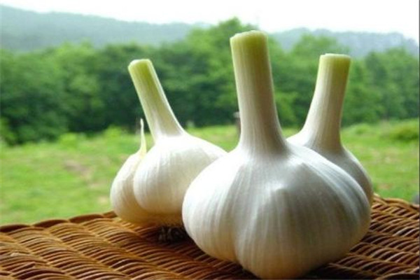 生吃大蒜對(duì)腎有什么好處 生吃大蒜不宜過(guò)量 生吃大蒜對(duì)腎有什么好處 生吃大蒜不宜過(guò)量