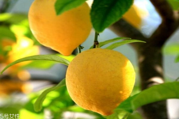 檸檬為什么可以美白呢 檸檬有什么營(yíng)養(yǎng)價(jià)值呢 檸檬為什么可以美白呢 檸檬有什么營(yíng)養(yǎng)價(jià)值呢