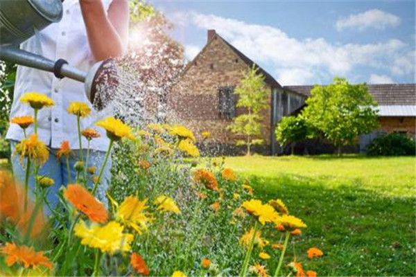 煙灰水可以澆花嗎 煙灰水可以澆花去蟲 煙灰水可以澆花嗎 煙灰水可以澆花去蟲