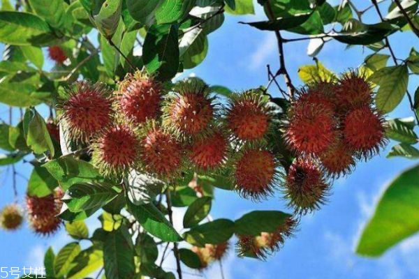 孕婦可以吃紅毛丹嗎 紅毛丹一般成熟在幾月份呢 孕婦可以吃紅毛丹嗎 紅毛丹一般成熟在幾月份呢