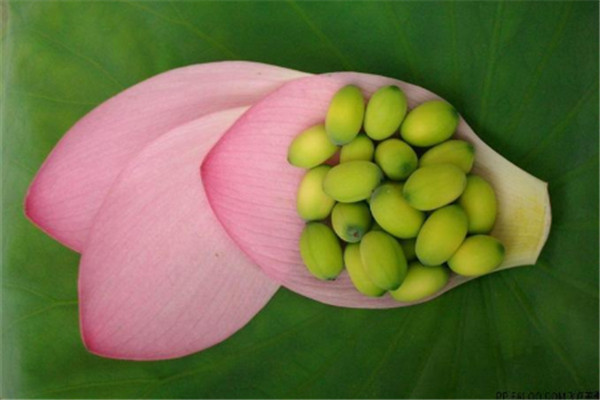 蓮子可以和梨一起煮嗎 蓮子和梨一起煮什么功效 蓮子可以和梨一起煮嗎 蓮子和梨一起煮什么功效