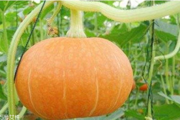 南瓜有什么營養(yǎng)價值呢 吃南瓜有什么好處呢 南瓜有什么營養(yǎng)價值呢 吃南瓜有什么好處呢