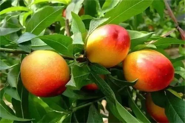 桃子是涼性的嗎 桃子是發(fā)物要少吃 桃子是涼性的嗎 桃子是發(fā)物要少吃