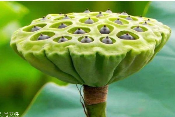 蓮蓬生長(zhǎng)在水里嗎 蓮蓬一般什么季節(jié)成熟呢 蓮蓬生長(zhǎng)在水里嗎 蓮蓬一般什么季節(jié)成熟呢