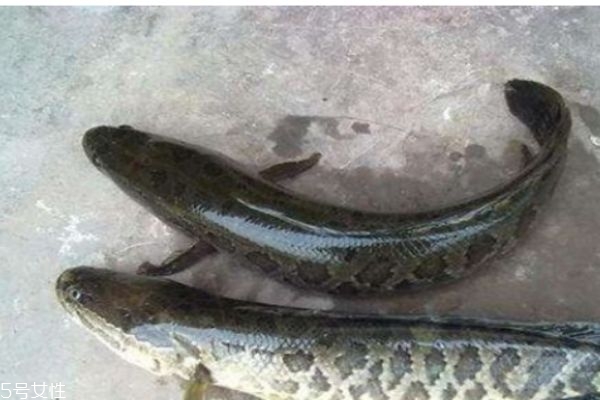 黑魚怎么做好吃呢 黑魚多少錢一斤呢 黑魚怎么做好吃呢 黑魚多少錢一斤呢