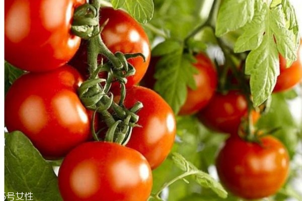 西紅柿有什么營養(yǎng)價(jià)值呢 吃西紅柿有什么好處呢
