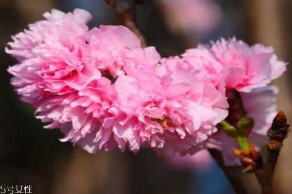 櫻花盛開(kāi)在幾月份呢 櫻花有什么作用呢