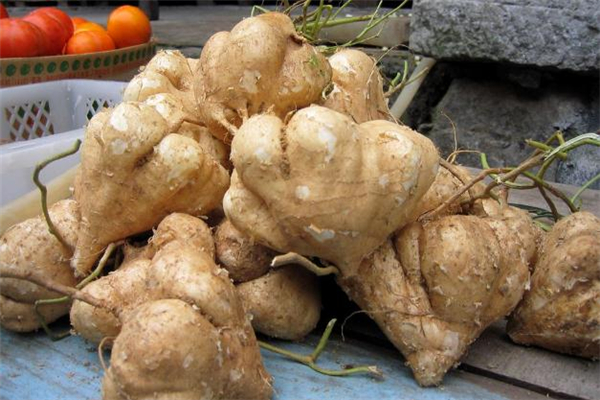 涼薯熱量是多少 涼薯和蘋果誰(shuí)熱量高