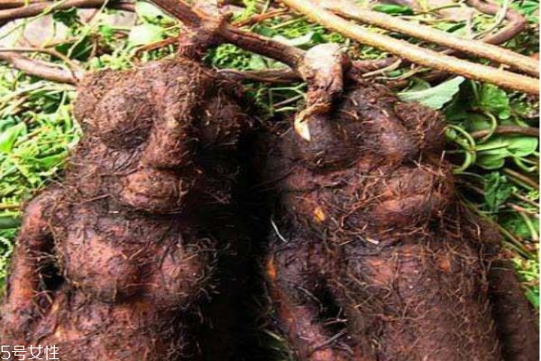 為什么有的何首烏長的像人型呢 何首烏應該怎么挑選呢 為什么有的何首烏長的像人型呢 何首烏應該怎么挑選呢