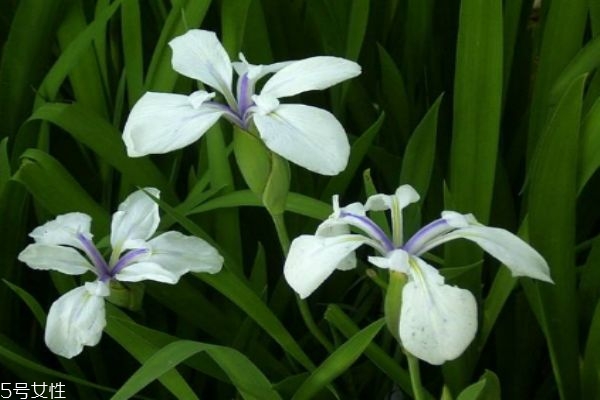 什么是杜若呢 杜若有什么作用呢 什么是杜若呢 杜若有什么作用呢