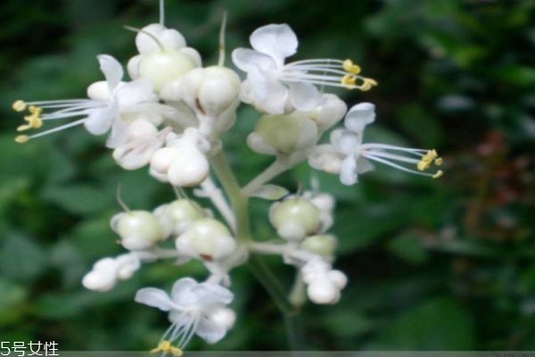 什么是杜若呢 杜若有什么作用呢 什么是杜若呢 杜若有什么作用呢